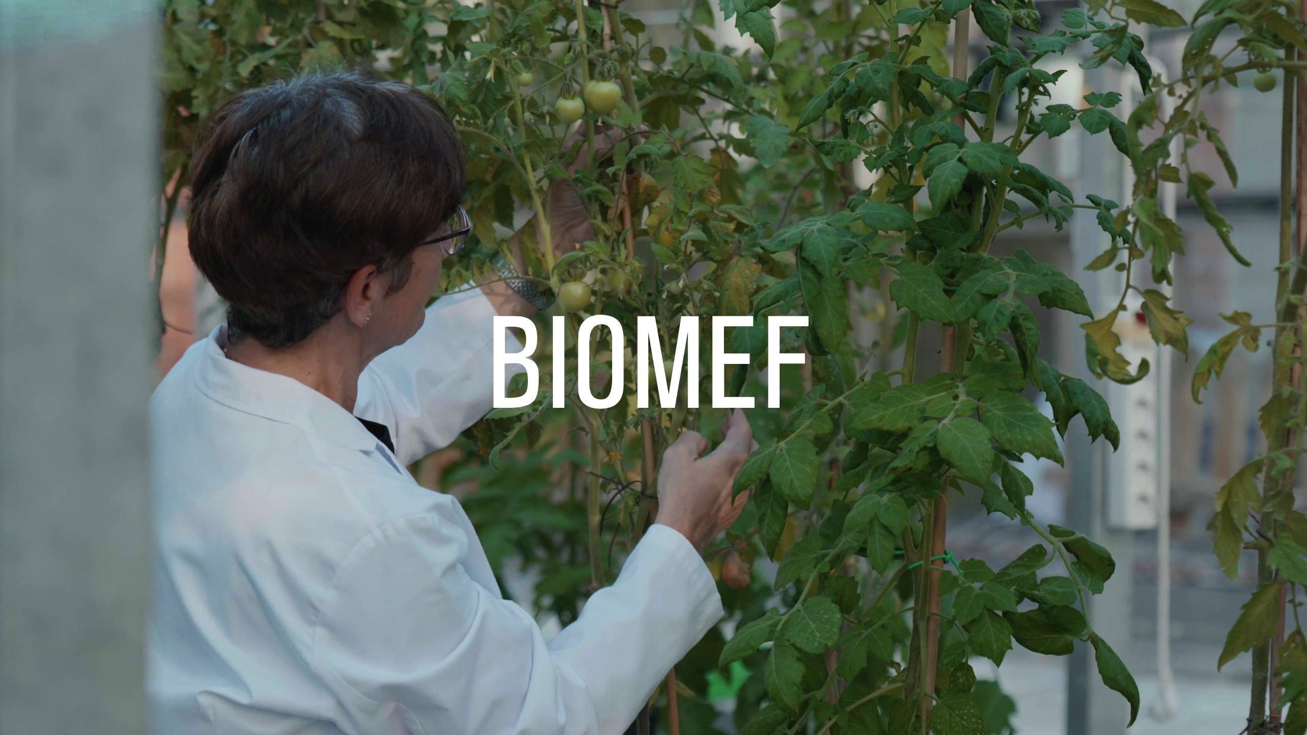 BIOMEF, los bioestimulantes un aliado para los cultivos del futuro. Proyecto colaborativo