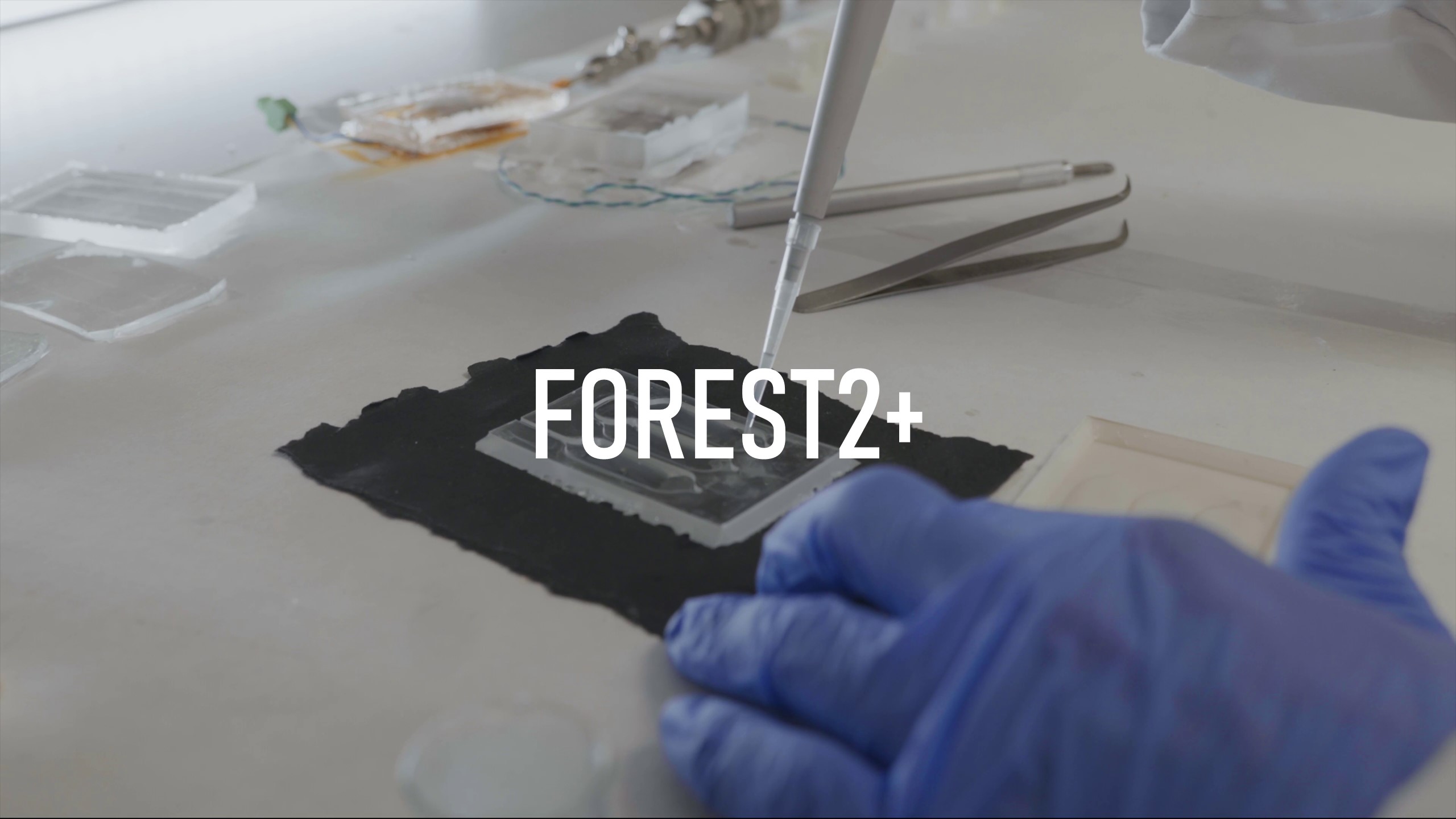 Proyecto colaborativo Forest2+