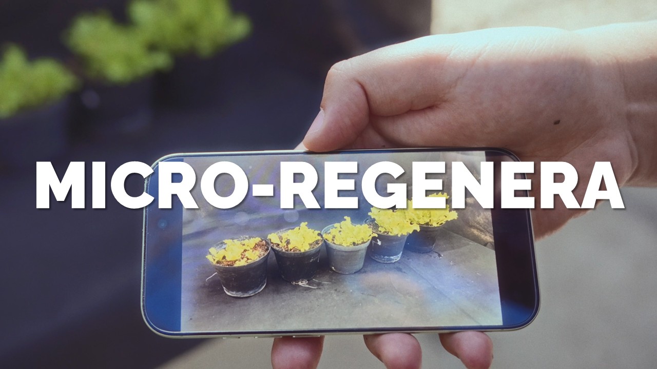 MICRO-REGENERA